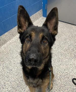 Artega, German Shepherd Dog, adult, available for adoption