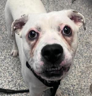 Bananas, Pit Bull Terrier, young, available for adoption
