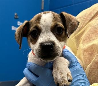 Betty, Australian Cattle Dog / Blue Heeler, puppy, available for adoption