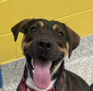 Apollo, Cane Corso / Labrador Retriever, young, available for adoption