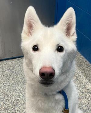 Bolt, Siberian Husky, adult, available for adoption