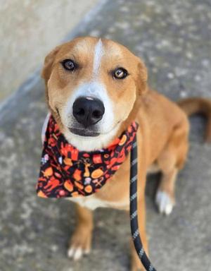 Artemis, Labrador Retriever, young, available for adoption
