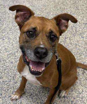 Baby Cakes, Boxer / Pit Bull Terrier, senior, available for adoption