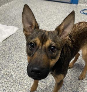 Billie, Terrier, young, available for adoption
