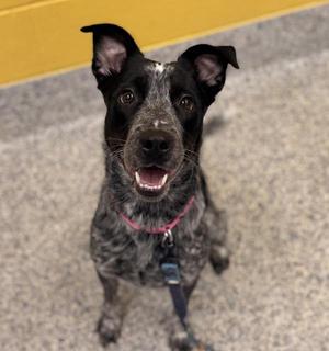 Ariah, Australian Cattle Dog / Blue Heeler, adult, available for adoption