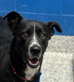 Bailey, Labrador Retriever, adult, available for adoption