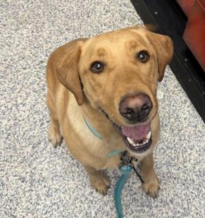 Biscuit, Labrador Retriever, adult, available for adoption