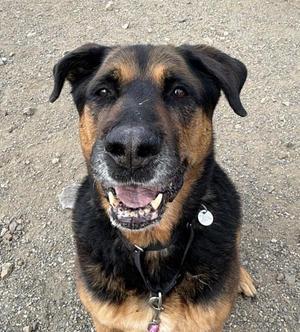 Bear, Rottweiler / German Shepherd Dog, senior, available for adoption