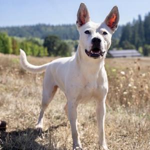 A white dog standing in a field with its tail up and ears perked, looking at the camera.