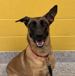Apache, Belgian Shepherd / Malinois, adult, available for adoption