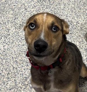 Aiden, Australian Shepherd, young, available for adoption