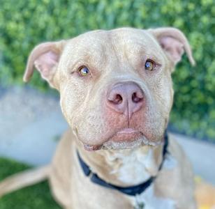 A light-colored pit bull terrier with a black collar, looking directly at the camera with a calm expression, set against a green hedge background.