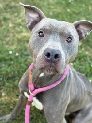 A gray dog with a pink collar sitting on grass