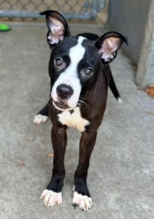 Glowworm, Pit Bull Terrier, young, available for adoption