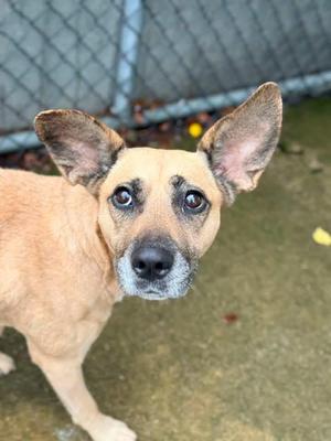 A brown dog with large ears and a black nose standing on a concrete surface.