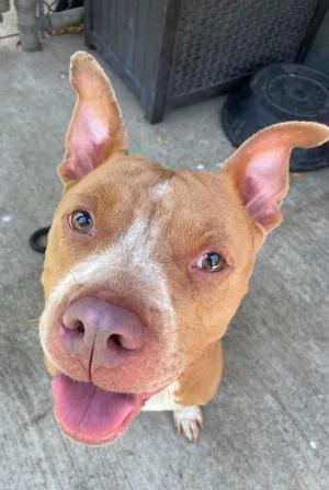 A brown and white dog with perked ears and a pink nose, looking up with its tongue out.