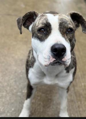 A close-up portrait of a brindle and white pit bull mix dog looking directly at the camera.