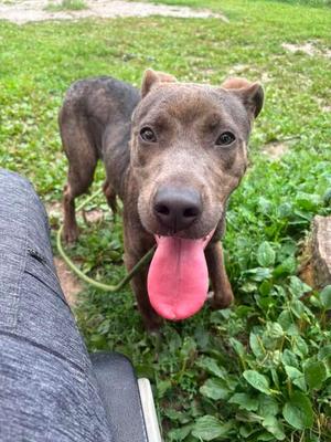 Floyd, Pit Bull Terrier, adult, available for adoption