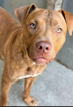 Cheddar, Pit Bull Terrier, adult, available for adoption