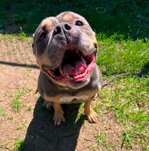 Edwina, American Bulldog, adult, available for adoption