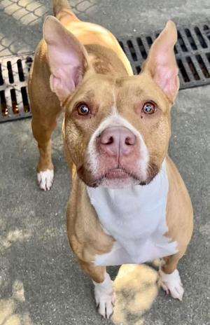 Arleth, Pit Bull Terrier, adult, available for adoption