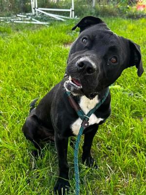 Clark Gable, Pit Bull Terrier, adult, available for adoption