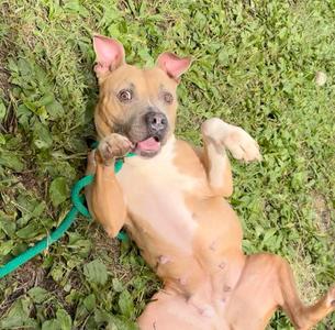 Dianella, Pit Bull Terrier, adult, available for adoption