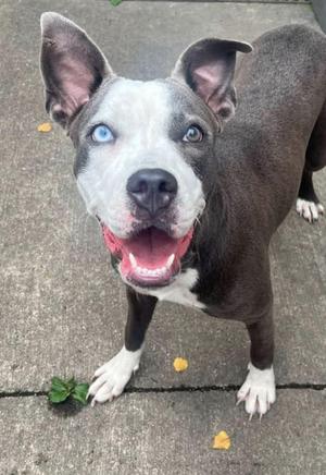 A happy dog with blue eyes and a white face, standing on a concrete surface.