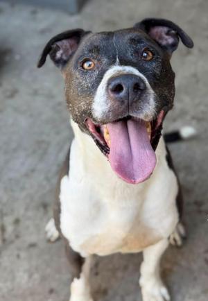 a happy dog with a black and white face, tongue out, and ears perked up