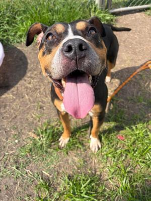 Fefe, Pit Bull Terrier / Rottweiler, adult, available for adoption
