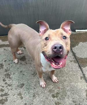 A happy pit bull terrier standing on a concrete surface with its mouth open and tongue out.