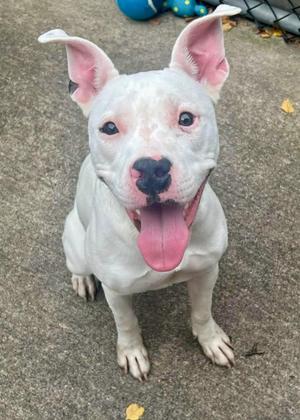a white dog with pink ears and a black nose sitting on a concrete surface
