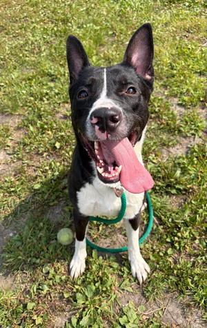 Allegra, Labrador Retriever, adult, available for adoption