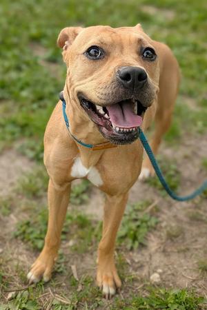 A happy brown dog with a white chest patch, wearing a blue leash, standing on grass and looking up with its mouth open.