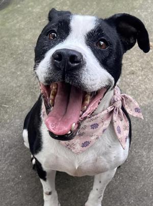 Esther, Pit Bull Terrier, adult, available for adoption