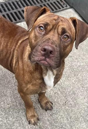 Elrod, Pit Bull Terrier, adult, available for adoption