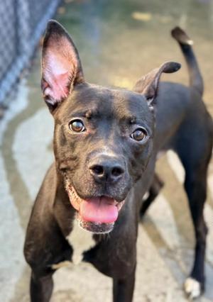 Detroit, Pit Bull Terrier, adult, available for adoption