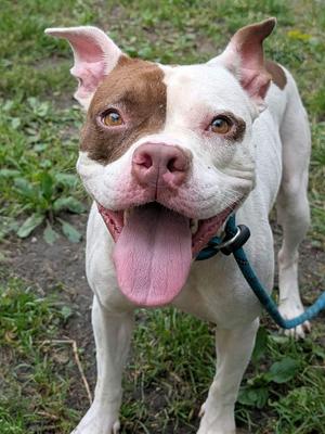 Aislynn, Pit Bull Terrier, adult, available for adoption