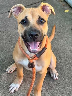 Cuttlefish, Pit Bull Terrier, young, available for adoption