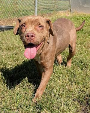 Chantelle, Chocolate Labrador Retriever / Pit Bull Terrier, adult, available for adoption