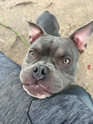 A gray dog with large ears and expressive eyes is resting its head on a person's lap. The dog has a muscular build and a short coat. The background appears to be an outdoor setting with dirt and some greenery.