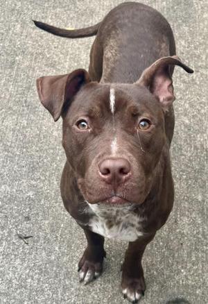 A brown dog with a white patch on its chest looking up at the camera.