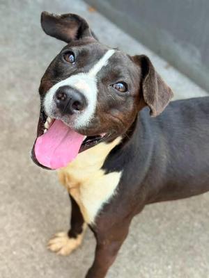 Gonger, Pit Bull Terrier, adult, available for adoption