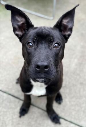 Charcoal, Pit Bull Terrier, young, available for adoption