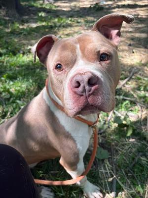 Baltimore, Pit Bull Terrier, adult, available for adoption