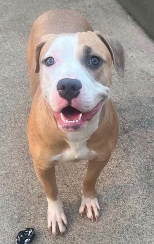 A brown and white dog with blue eyes standing on a concrete surface, looking up with its mouth open.