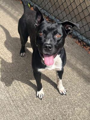 Fulton, Pit Bull Terrier, young, available for adoption