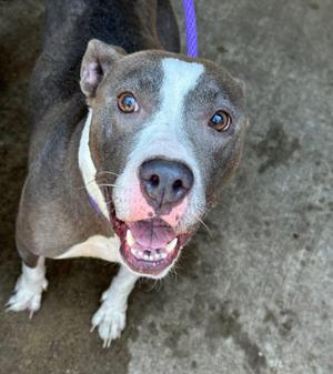 Danica, Pit Bull Terrier, young, available for adoption