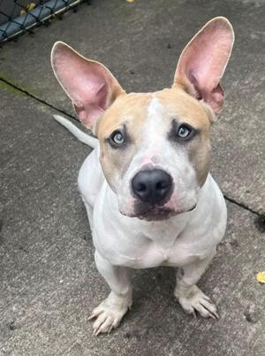 a light brown and white dog with blue eyes standing on a concrete surface
