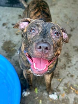 Ballad, Pit Bull Terrier, adult, available for adoption